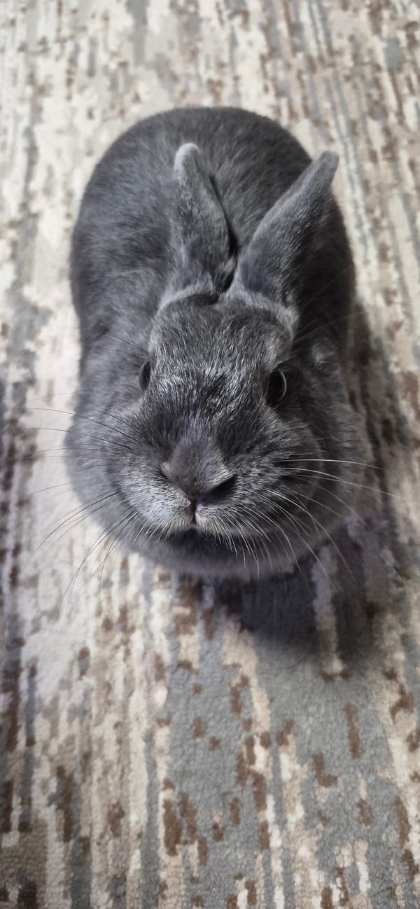 Gray rabbit chills and gets pets at home in Ussurijsk