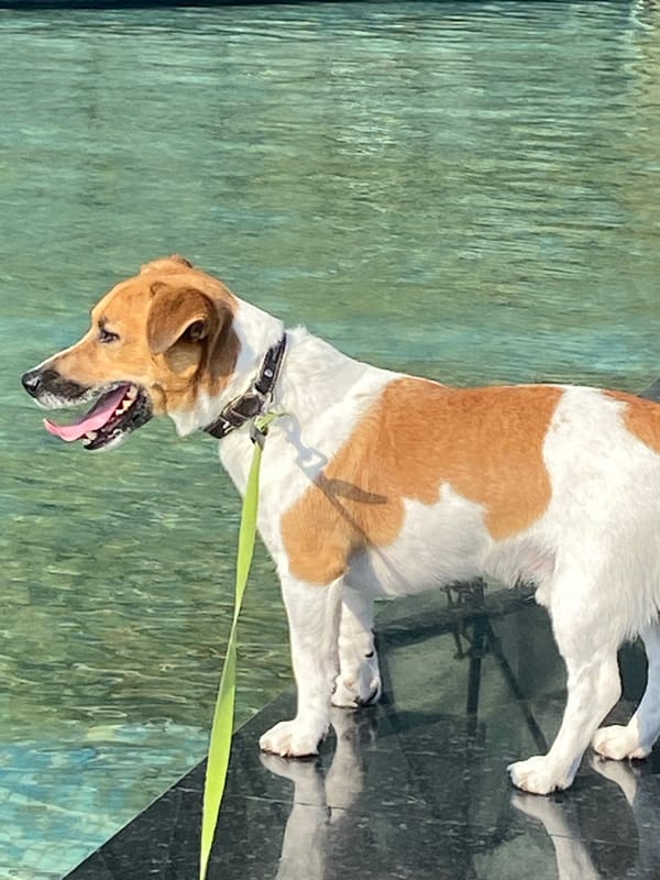 Jack Russell Terrier plays in a Saint Petersburg fountain