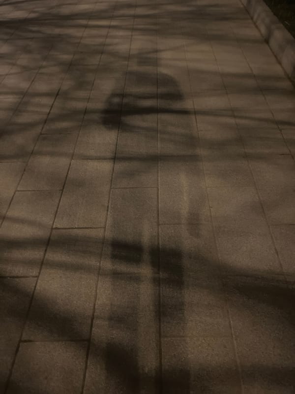 Evening urban documentation captures architecture, nature, walkways, signage