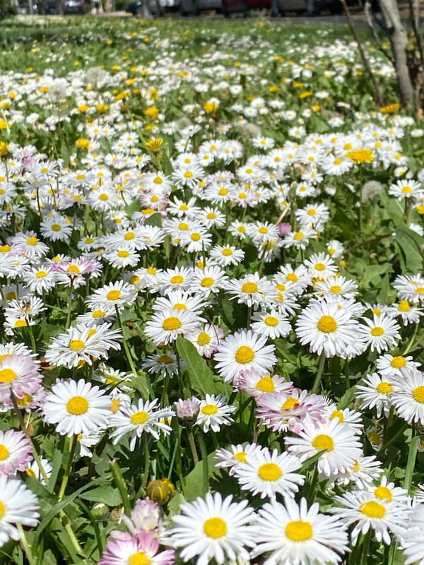 Spring wildflowers bloom in Serbian field
