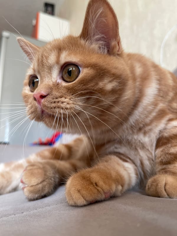 Lazy morning with a ginger tabby and a warm drink