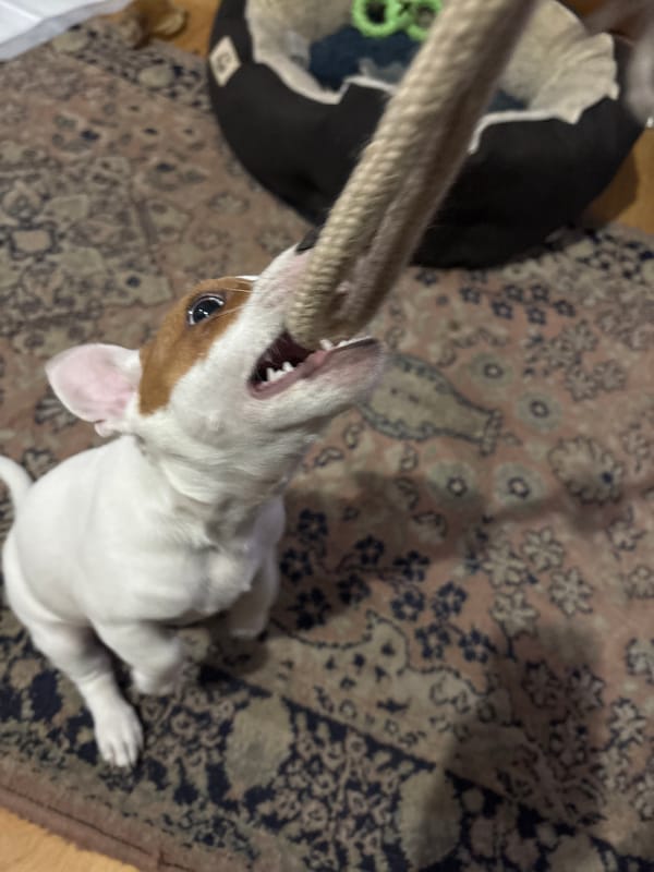 Jack Russell puppy plays with rope toy indoors