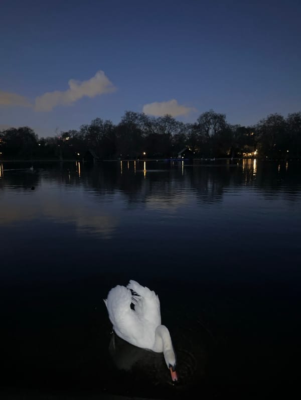 White swan glides through London waters at twilight