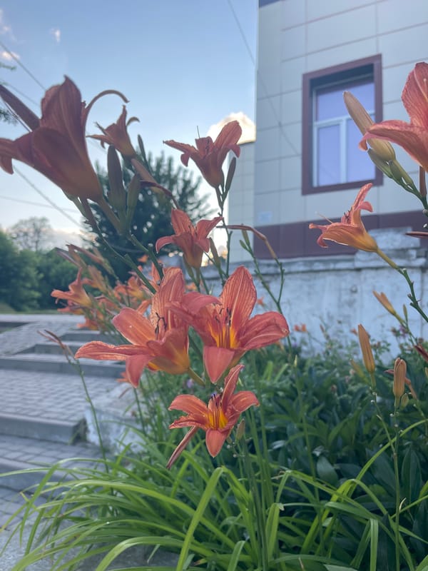 Golden hour in Krasnokutsk: wildflowers, sunset skies, and a dirt bike