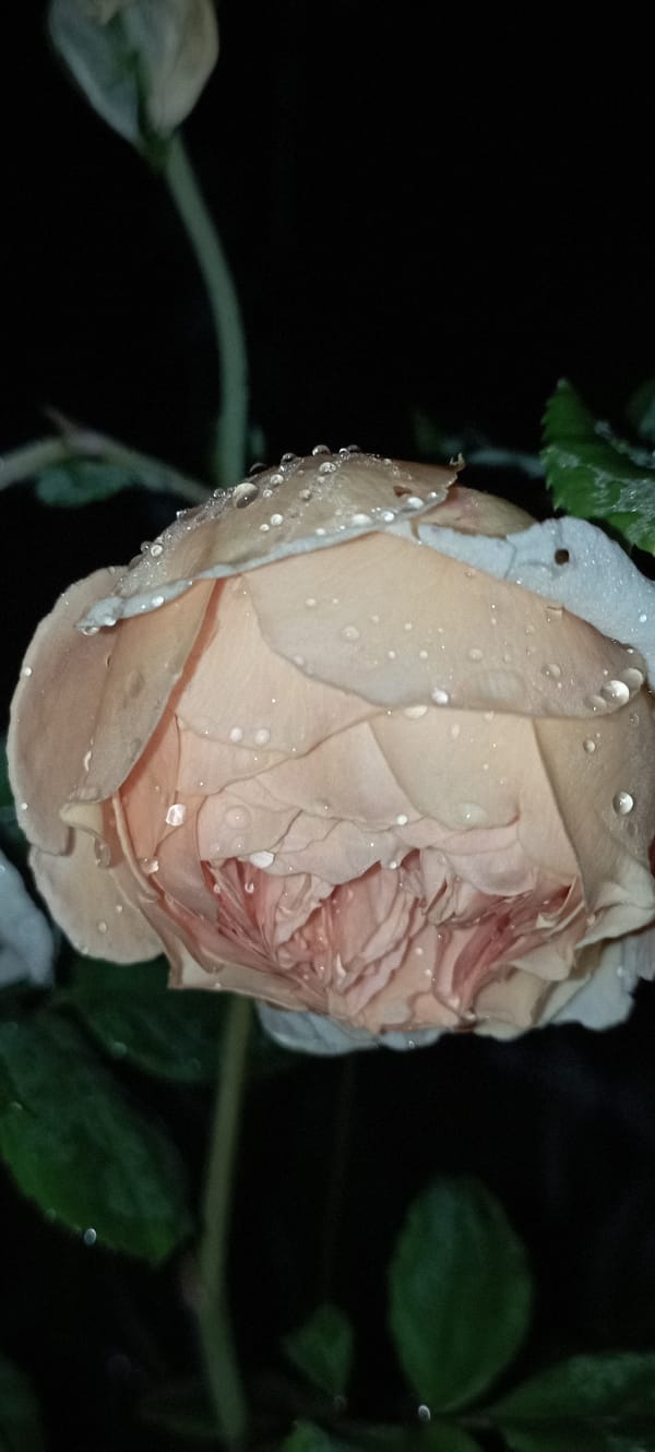 Dewy roses photographed at night in Radisne, Ukraine