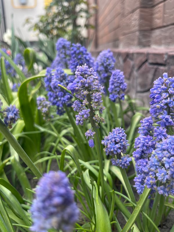 Spring day memories documented across residential Yessentukskaya, Russia