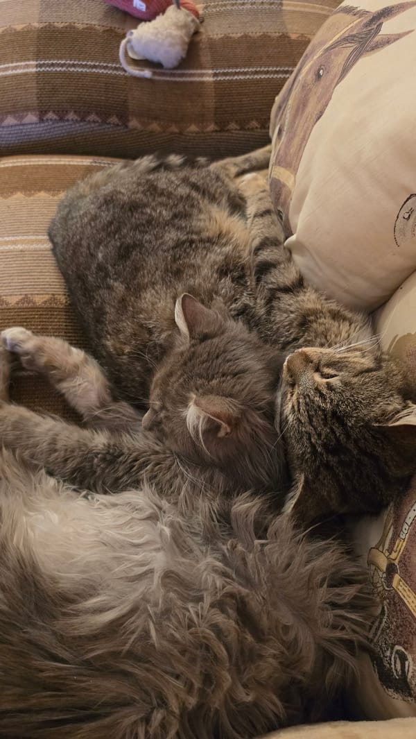 Sleeping cats and coastal sunset captured in Rogachevo, Bulgaria