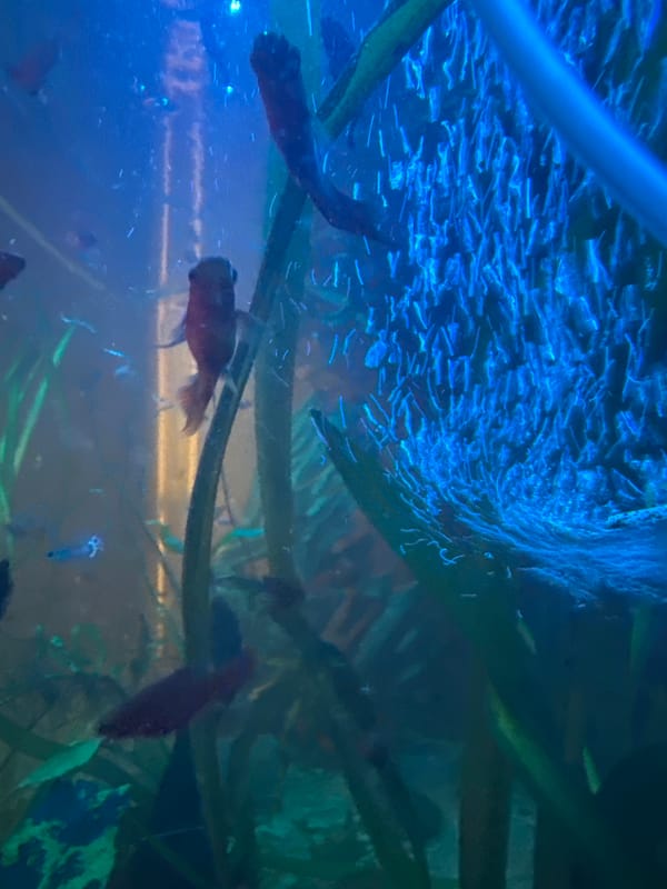 Freshwater aquarium with plants, fish, and shrimp up close