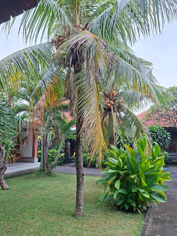 Tropical garden scenes documented in Kuta Selatan, Indonesia