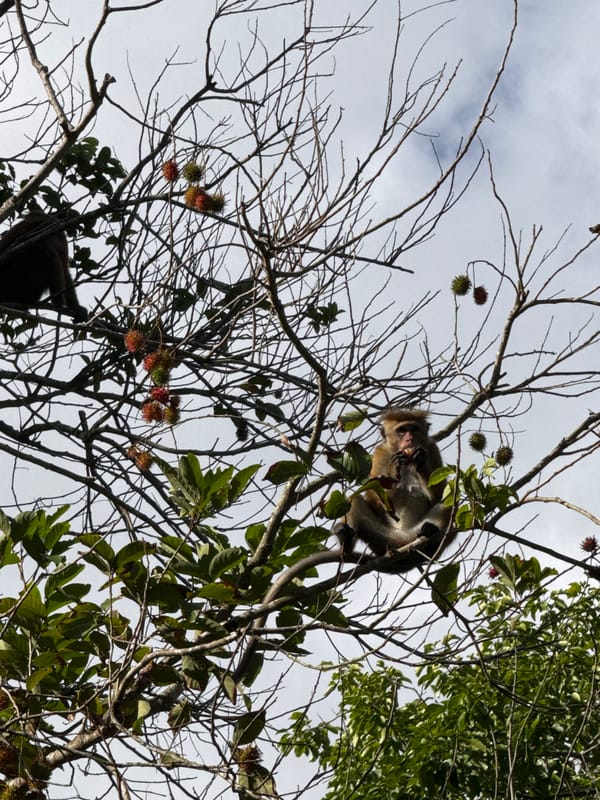 Toque macaques foraging in Sri Lanka's tropical forest