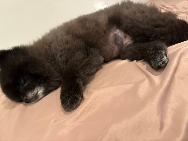 Black Pomeranian puppy lounging on pink satin at home