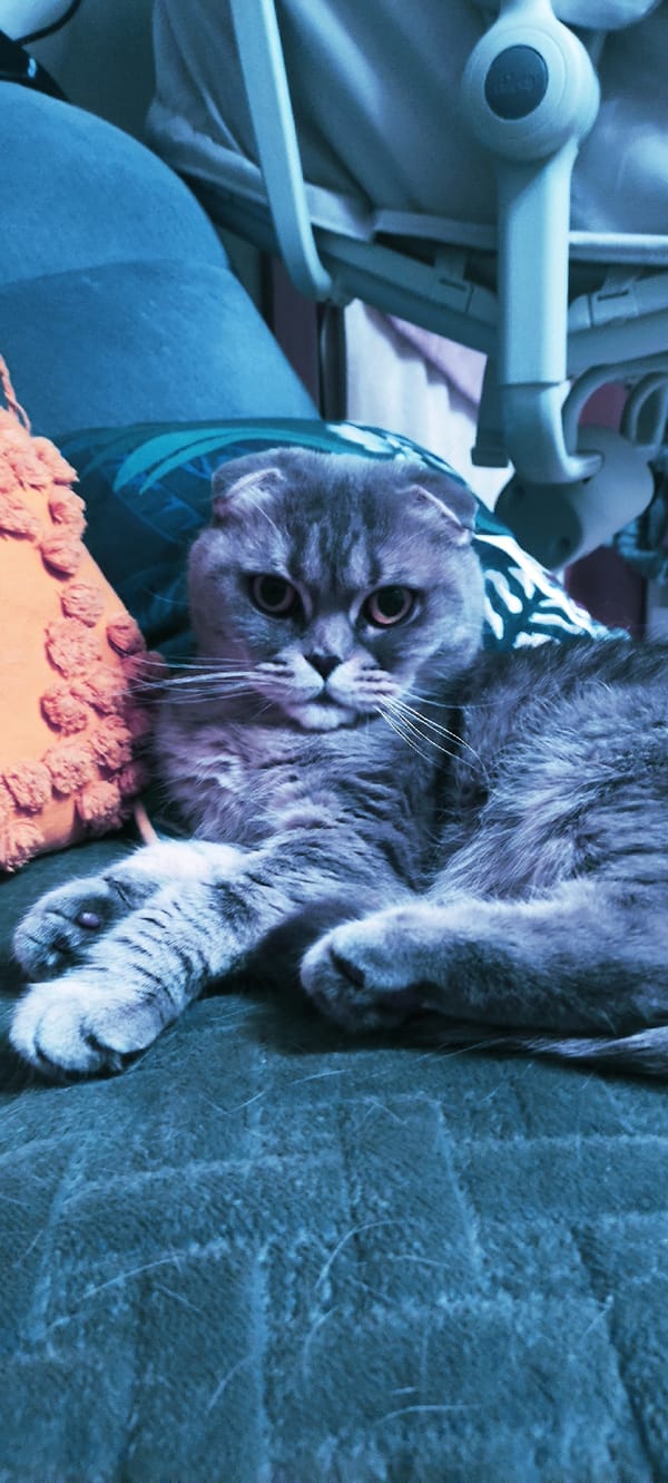 Scottish Fold cat relaxes on green furniture in Fryazino