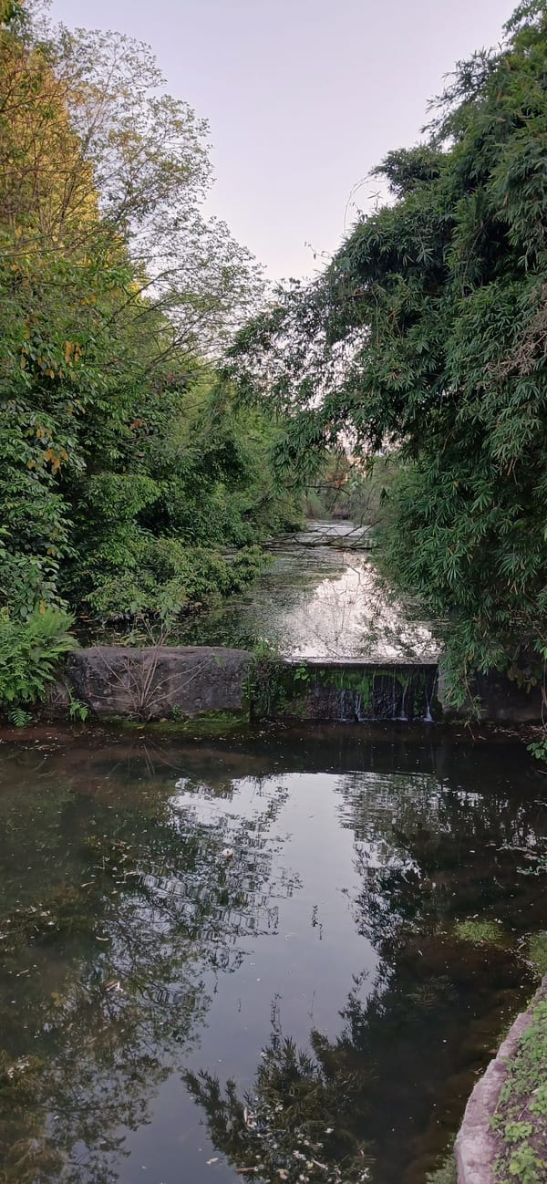 Pedestrians gather along tree-lined road in Chongqing tech district