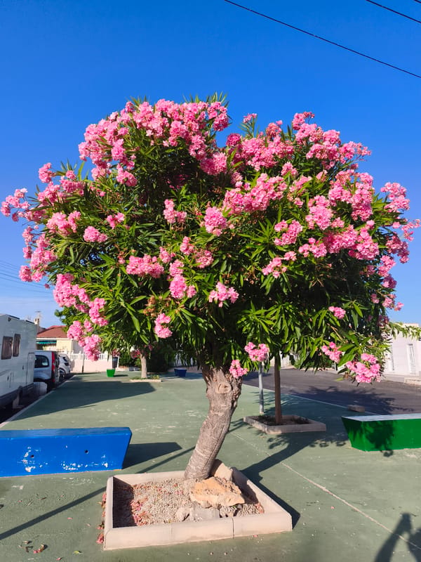 Pink oleanders and green figs in Torrevieja's summer sun