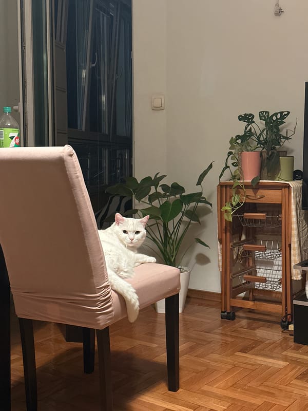 Everyday moments with pets and people documented in Novi Sad