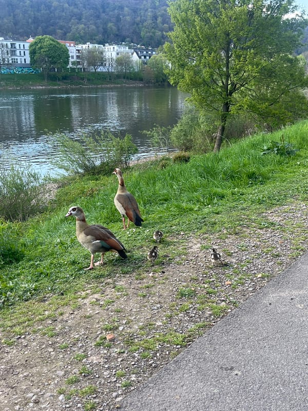 Egyptian geese family spotted along Moselle River in Trier