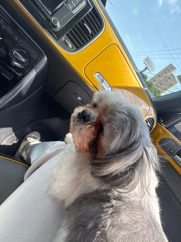 Small dog photographed inside Volkswagen Beetle in Puebla, Mexico