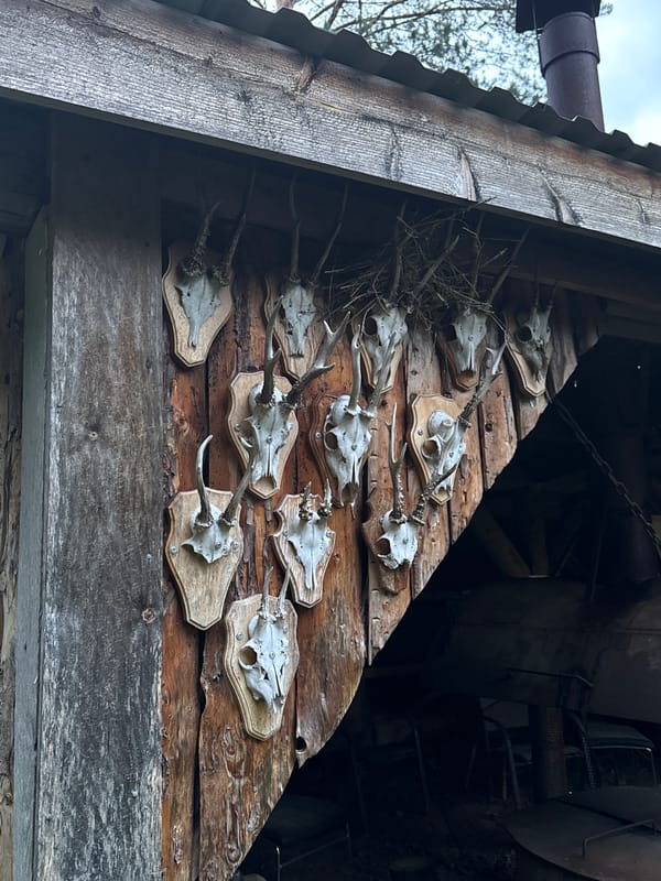 Trophy skull collection displayed on rural Swedish shed