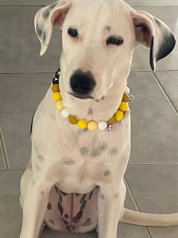 Dalmatian named Roma chills at home during FIFA 2026 match