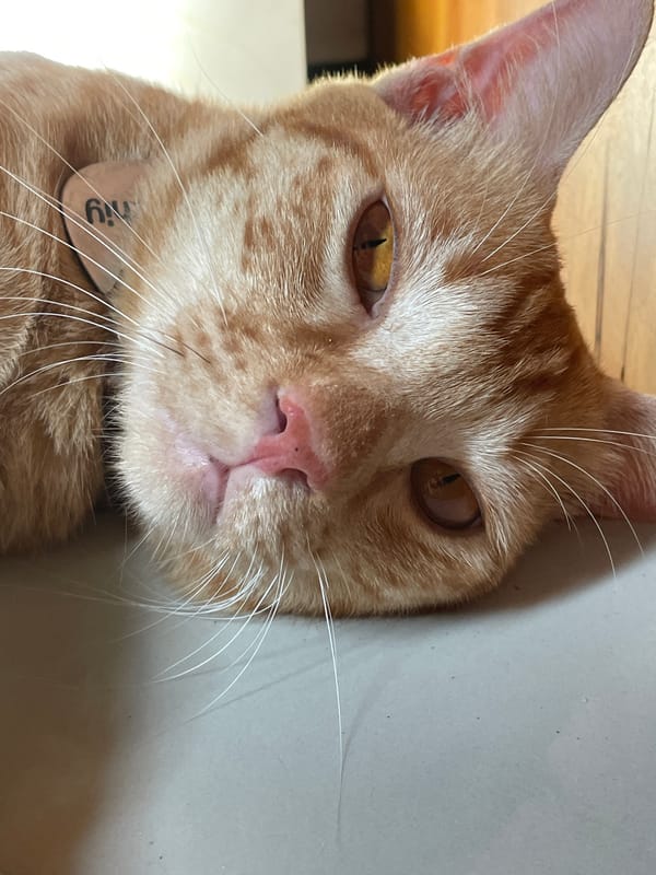 Orange tabby cat rests on tiled floor in Denpasar home
