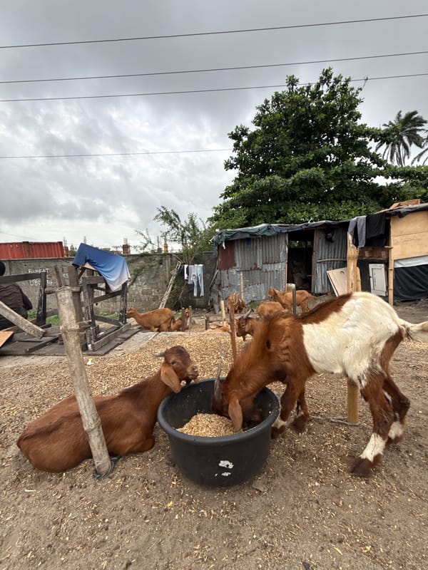 Goats graze in rural Igboefon, Nigeria morning scene