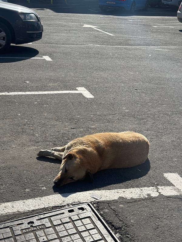 Dog occupies parking space near Yerevan supermarket