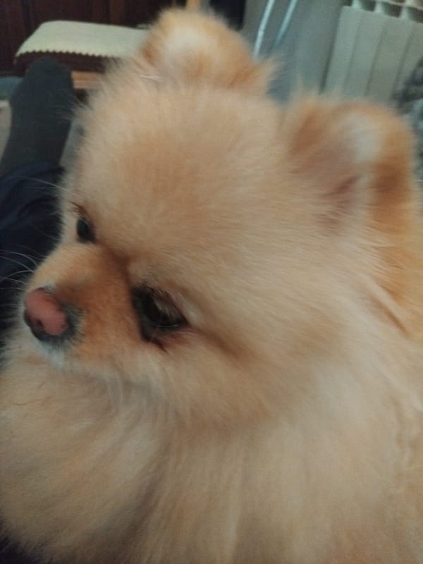 Pomeranian dog observed on rainy morning in Apriltsi, Bulgaria
