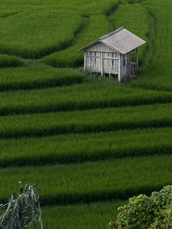 Yoga retreat overlooking Mengwi's rice paddies, Bali