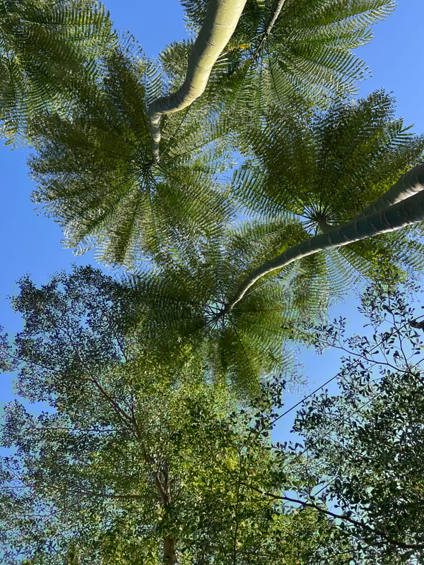 Morning walkabout captures daily life scenes in Ubud District
