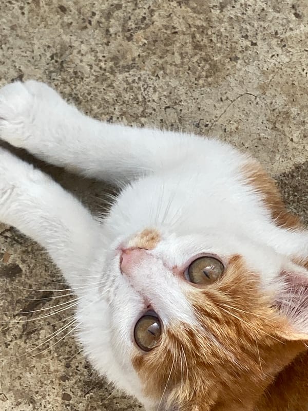 Morning moments with kitten captured in Maigizo, Nigeria