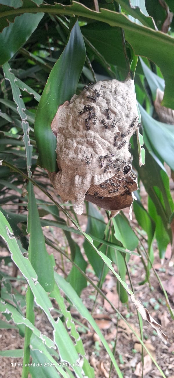 Tropical plants and wildlife documented in Vallecito, Venezuela
