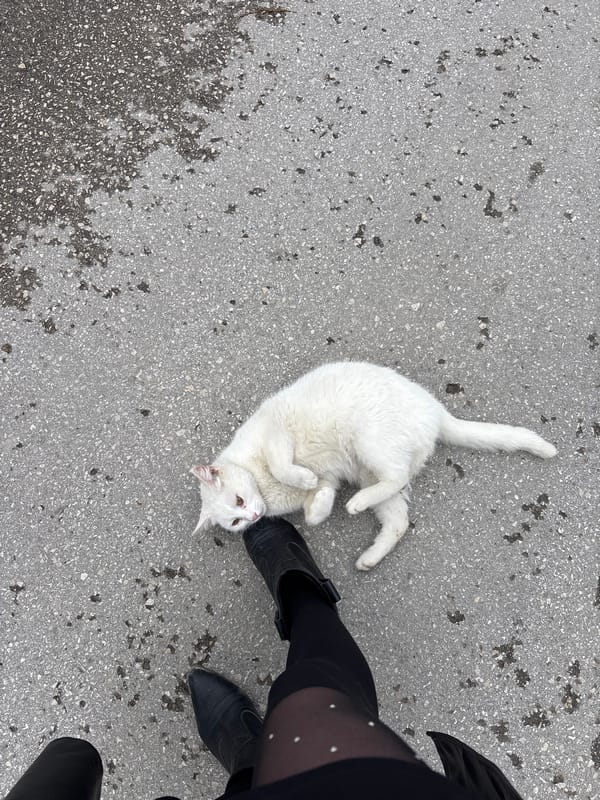 Spring awakening documented through Simferopol streets and wildlife