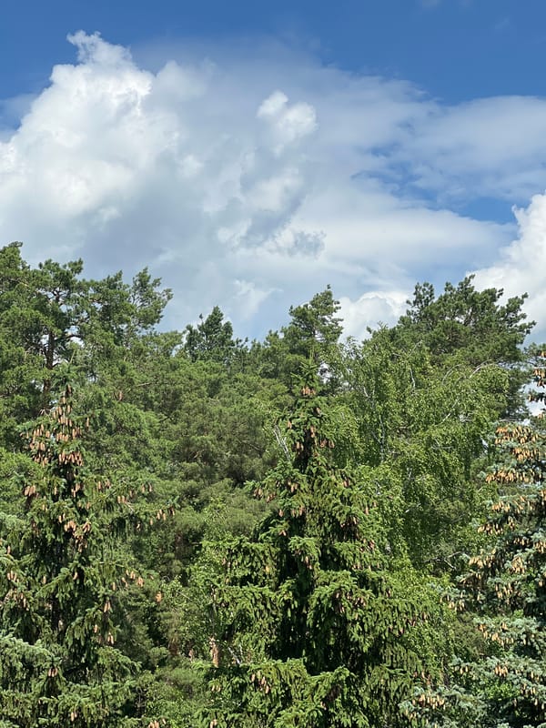 Blue spruce and pine canopy under a clear summer sky