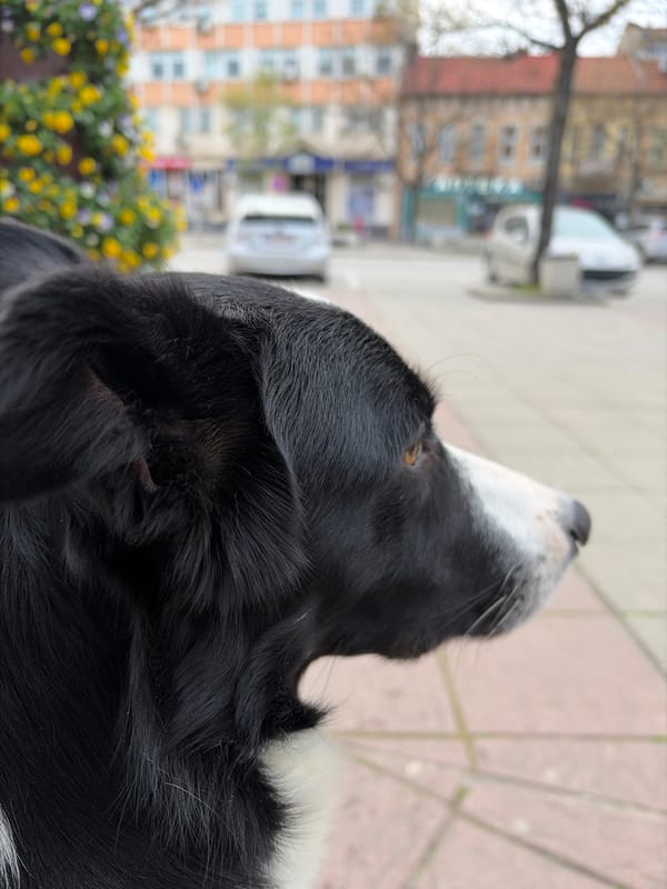 Border Collie photographed from below in Montana, Bulgaria