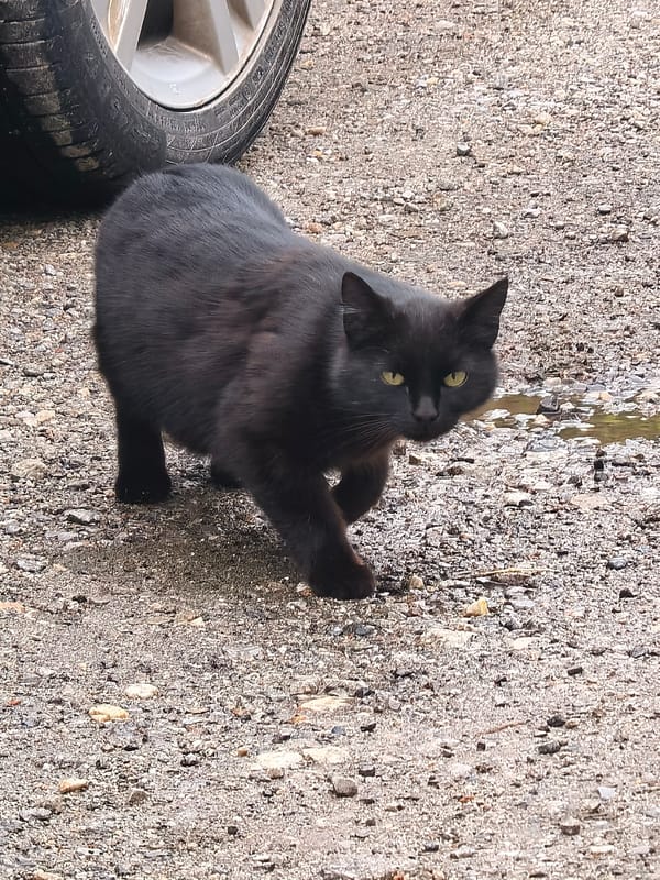 Black cat stalks near vehicle as snail crawls nearby