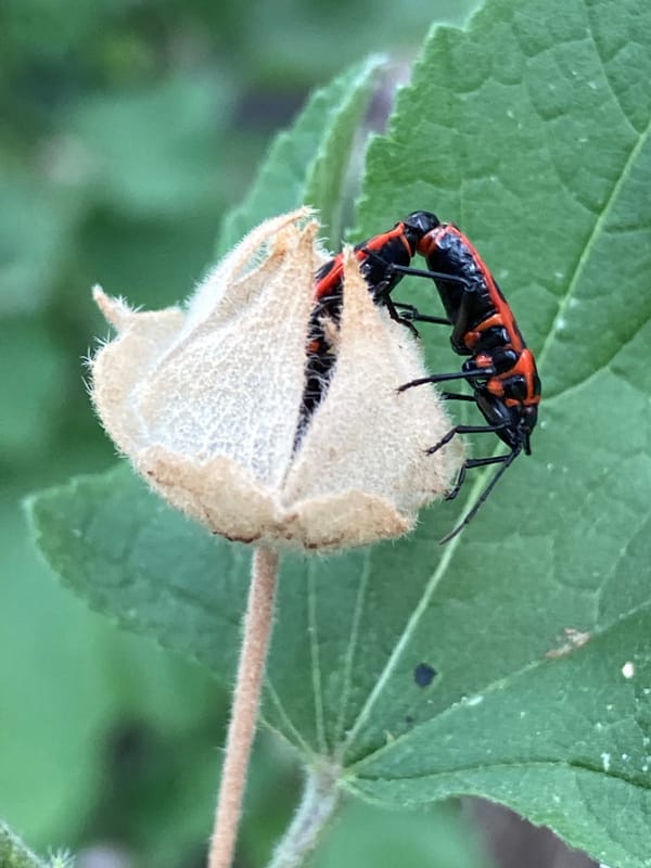 Macro garden session: bugs, snails, and blooms up close