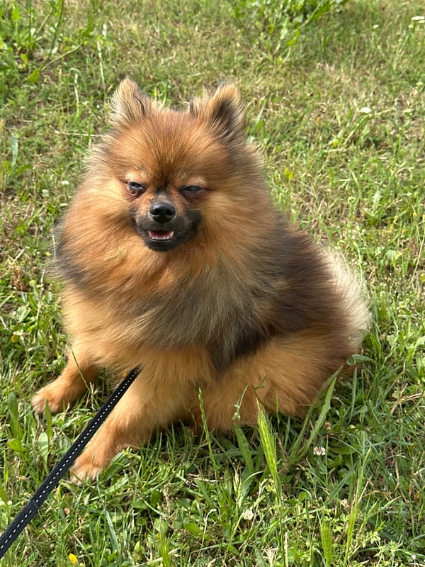 Pomeranian on a leash explores a grassy patch in Arzberg