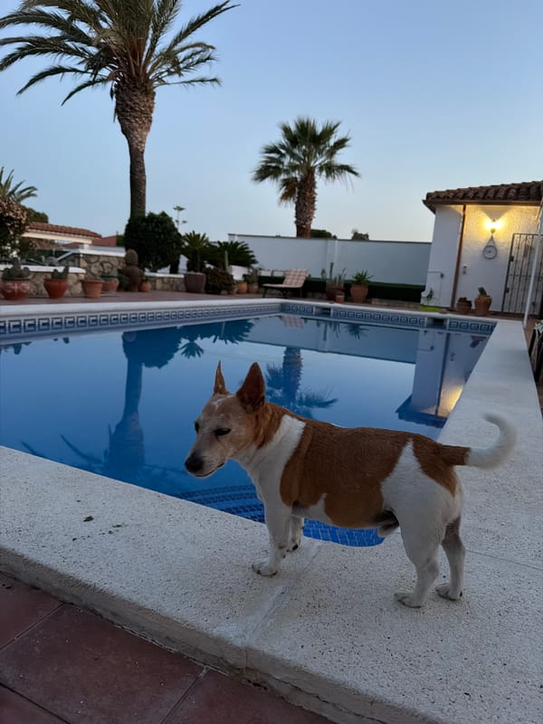Dog enjoys poolside afternoon in Spanish coastal town