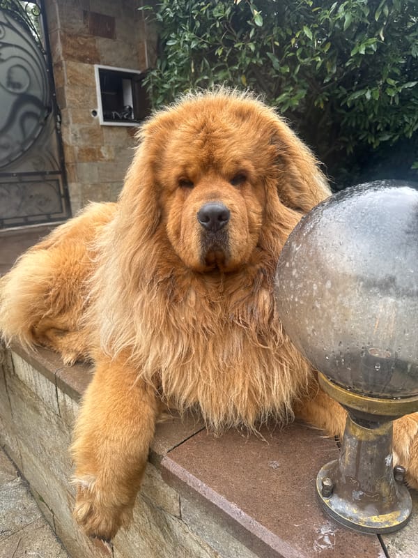 Tibetan Mastiff rests on stone surface in Sofia