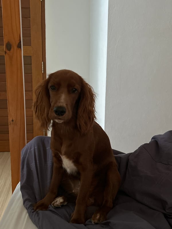 Irish Setter puppy around a Chang Phueak townhouse neighborhood