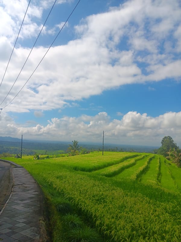 Early morning documentation of Jatiluwih Rice Terraces, Penebel