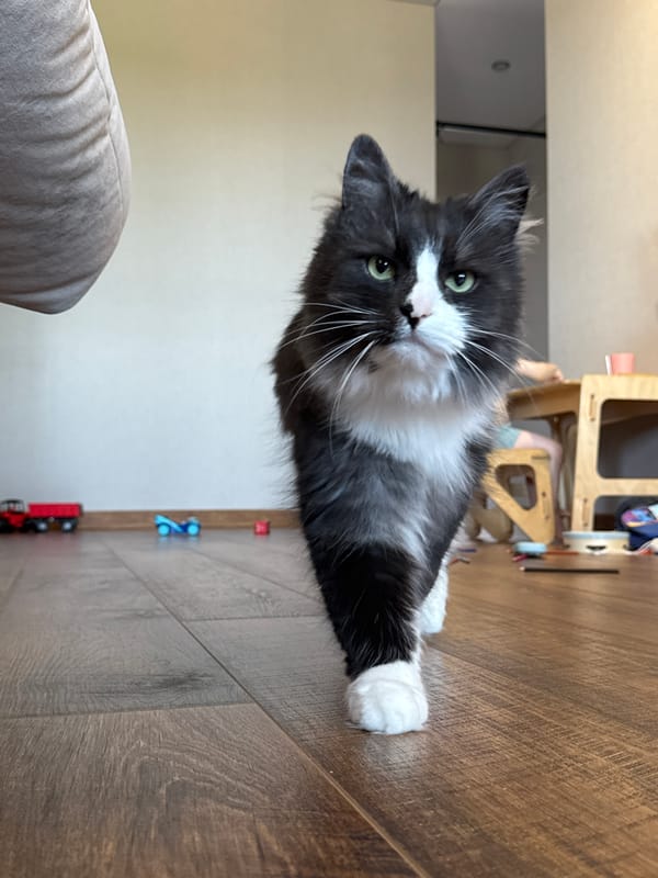 Cats at home and a quick selfie before going out