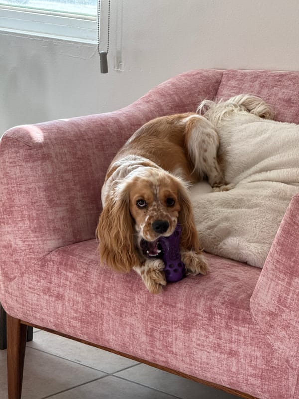 Cocker Spaniel photographed relaxing on pink armchair in Puebla