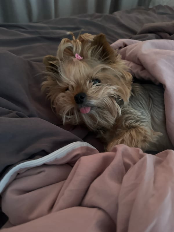 Yorkshire Terrier rests in colorful bedding in Sochi home