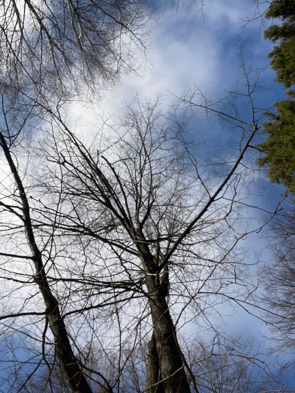 Spring awakening documented across rural Zhigalki, Russia