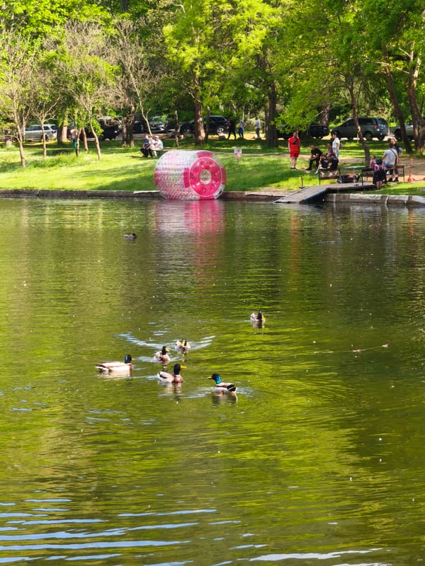 Peaceful lake scene with ducks captured in Blagoevgrad park