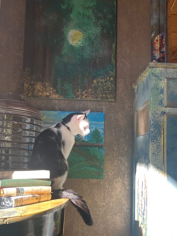 Cats observed lounging in Konz residence during afternoon