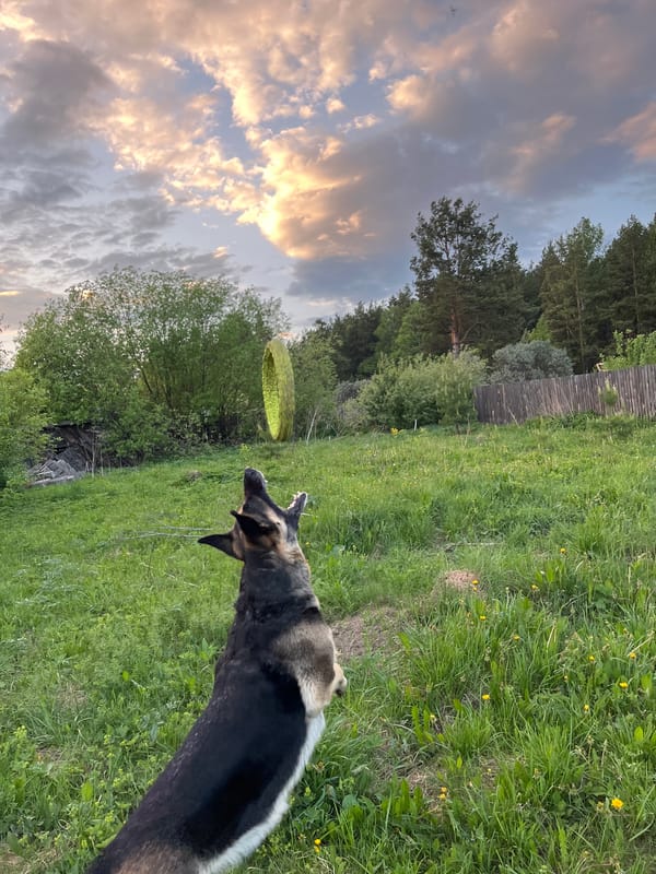 Dogs Play Frisbee in Russian Field, Multiple Witnesses Document