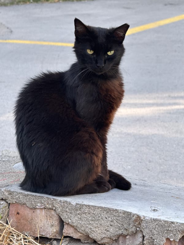 Cats lounging on concrete and pavement, close-up shots