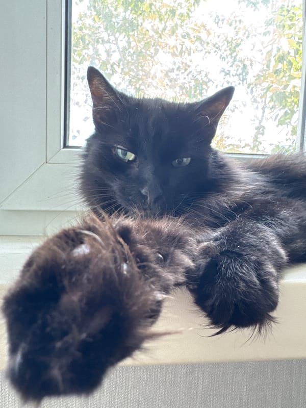Cats at home in Pavlodar, tagged and shared